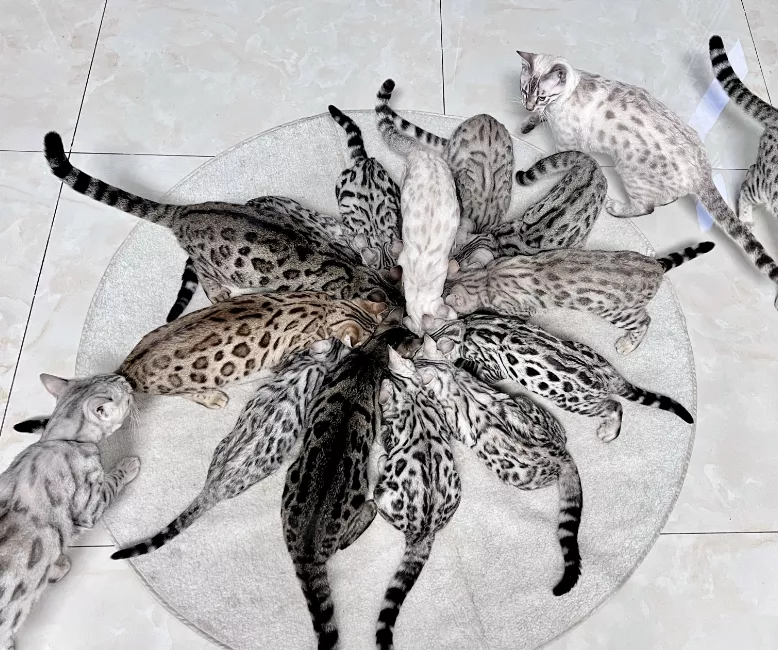 KTLC 孟加拉豹猫