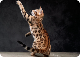 bengal 孟加拉豹猫